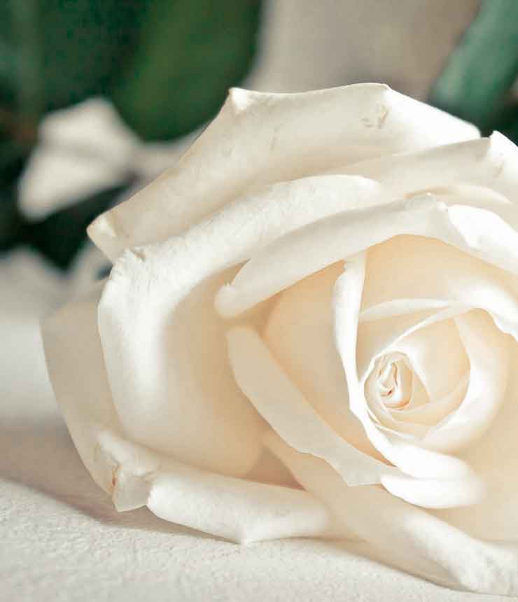 Composizione floreale con una rosa bianca